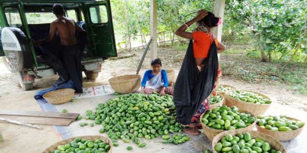 হবিগঞ্জে টিলায় টিলায় লেবুর চাষ, ভালো দাম পেয়ে খুশি চাষিরা